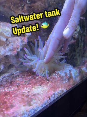 Saltwater Tank Update! 🦐 🌊 #foryou #saltwater #tank #fish #fishtok 