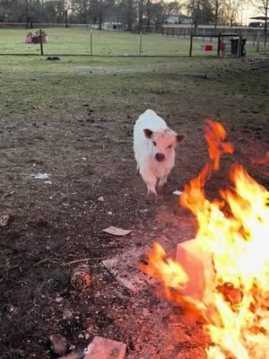 She was not happy with that spicy fire! #farmlife #minicows #farm 