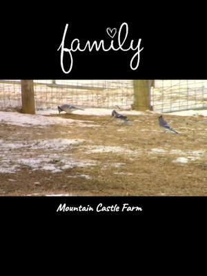 #family #birds #bluejay #wildlife #jump #kitchenview #kitchenwindow #mountainhomestead #mountains #hobbyfarm #mountaincastlefarm #memoriesbysheri 