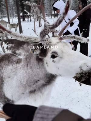 Everything we did on day 2 of our trip to Lapland, Finland 🇫🇮🥹👇🏽  🤍 breakfast & dinner were included in our room rate @Aurora Village Hotel, Ivalo So, we chose to eat there :) 🤍 we fed the reindeer that are on the hotel grounds  🤍 visited the hotels panoramic sauna and jacuzzi (50€ per person)  🤍& played card games in our room hoping to spot the northern lights. unfortunately it snowed — but spoiler: we did see them at the end of our trip 🥹 #lapland #finland🇫🇮 #finland #finlandtiktok #finlandtravel #laplandfinland #creatorsearchinsights #fypシ 