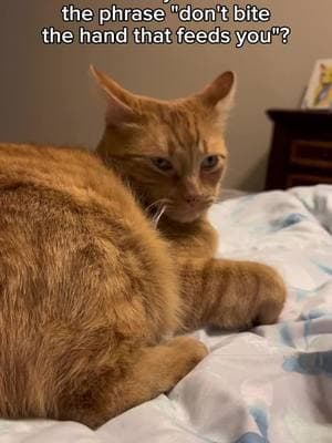 Fine. I’ll bite the ankle instead. #cats #cutecats #catsofinstagram #catvideos #cat #funnycatvideos #catlife #catlovers #pet #catstagram #meow #meowstagram #catoftheday #kitty #pets #petstagram #AmazonPets #petsofinstagram #orangecat #gingercat 