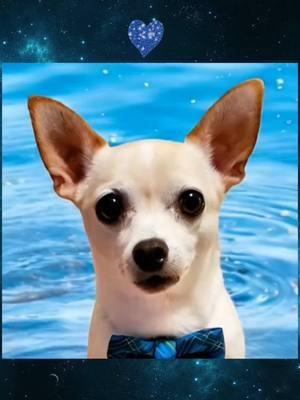 💙 APT. LIP SYNC by MR. KOOL 💙 #lipsync #ai #apt #CapCut #FYP #dogsoftiktok #doglover #dog #chihuahua #chihuahuastiktok #cute #pet #ailipsync #happydog 