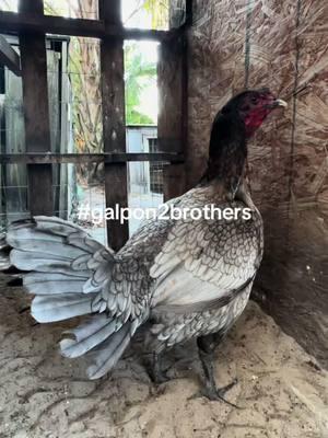 Ceniza Peruana 9.5 libras #galpon2brothers #galloperuanonavajero #gallosfinos #galloperuano #gamefowl 