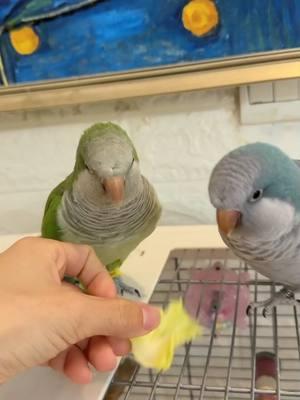 Today we share the cabbage #zoodirector #adorablePet #petcare #cutepet #cute #Parrot #eating #ebook #fyp 