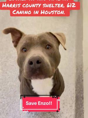 Who can foster or adopt Enzo?! #rescuedogarmy #rescuedogarmystrong #fyp #rescuedogarmy❤️ #ASMT #houstonwehaveaproblem #texas #rescuedog #fosteringsaves #houstonwegotaproblem #texasdog #thisistexas #fosteringsaveslives 