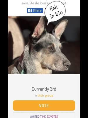 Please go vote for Star!!! #australiancattledog #acd #moderndog 