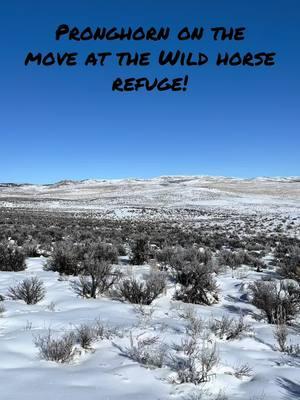 The pronghorn were on the move early this morning across a frozen sagebrush landscape at The Wild Horse Refuge in northwestern Colorado. ##pronghorn##colorado##wildlife##coloradowildlife##onthemove##sagebrush##winter