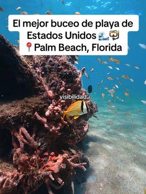 Éste es el mejor Buceo de playa de Estados Unidos y está ubicado a Solamente 20 Minutos desde West Palm Beach 📍blue heron bridge  #creatorsearchinsights #thingstodopalmbeachflorida #westpalmbeach #palmbeachflorida #snorkel #floridadive #dive