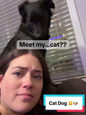 Meet my cat 🐱🤍 #dogthinkshesacat #doghumor #meetmydog #meetmycat #bordercolliepuppy #dogmum #rissyroo 