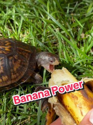 Splinter Never says No to a Banana 🍌  #easternboxturtle #exoticpets #frutas #reptilecommunity #boxturtle #turtles #tortuga #reptile #tortoise #tartaruga #tortue #badbunny #turtlepower #fypage #animals #tmnt #bananas #reptilelover #turtlelife #debitirarmasfotos #turtlecare #family #ninjaturtles #fruit #petlovers #splinter #neversayno 