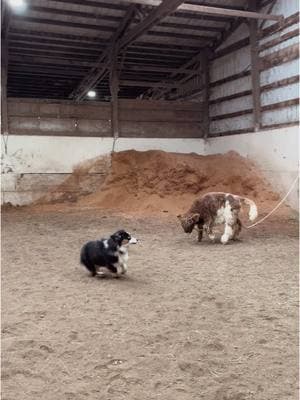 another episode of Batman & Cowgirl 🤠 #fyp #cowgirlthecow #highlandcow #batmandoingbatmanthings #australianshepherd #batmanthedog #batmanandcowgirl #BestFriends 