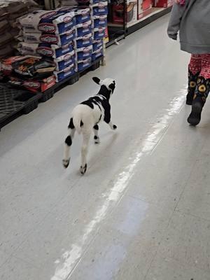 just a fun little farm store shopping trip #lamb #sheep #cute #bottlelamb #baby #farm #homestead #pet 