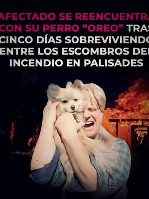 MILAGRO EN CALIFORNIA TRAS INCENDIOS!! La perrita OREO sobrevivió 5 días entre los escombros y fue encontrada por su dueño y amigo Casey Colvin #caseycolvin #oreo #milagro #losangeles #california #perritaoreo #Oreodog #reunion #miracle #la #wonder 