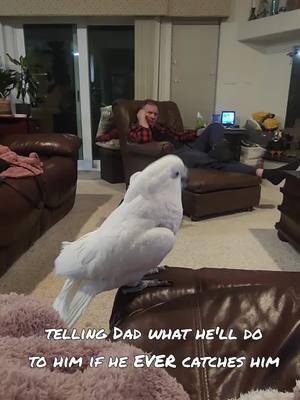 Telling dad what he'll do to him if he ever catches him #BanditTheCockatoo #dad #daddy #daddyissues #taunting #wokeupandchoseviolence #brat #fightme #fightmebro #playtime #chase #parrotsoftiktok #talkingparrot #cockatoo #umbrellacockatoosoftiktok #umbrellacockatoo #talkingbird #parrot #attitude #personality #bird #birb ##birdsoftiktok #birbtiktok #birbturd #birbtok #birdsofinsta #cockatoosofinstagram #parrotsofinstagram #tiktokfamous 