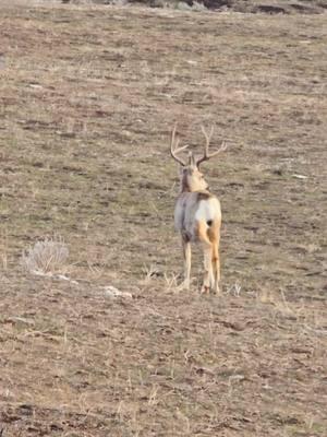 #buck #muledeer #muley #shedhunting2025 #shedhuntersoftiktok #shedhunting #antlers #girlswhoshedhunt #208 