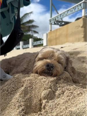 unbothered on a Monday afternoon 😴 #mondaze #beachboy 