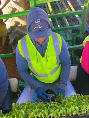 #LIVEhighlights #TikTokLIVE #LIVE #plantando #lechuga #lechugaromaine #gentetrabajadoradelcampo de #guerrero #veracruz #michoacan #leonguanajuato #oaxaca #honduras #plantel #agricultura #arribahonduras #arribamexico