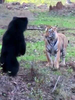 Tiger vs Bear #animals #animalsoftiktok #tiger #bear #fyp #foryou