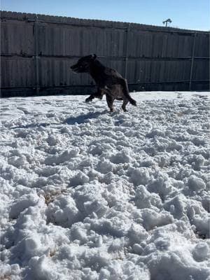 Someone’s feeling spicy with her new knee!  #beauceronsoftiktok #foryou #fyp #foryoupage #beaucerons #onthisday #sportdog 