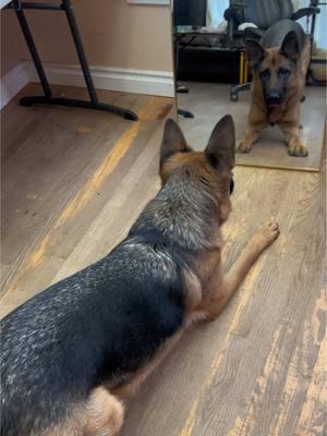 #xiaomei #germanshepherd #fun #mirror 