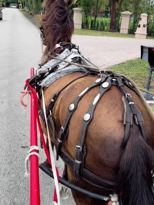 #horse #caballo #caballos #caballoscolombianos  #horse #horses #equinos  #cabalgatas #caballistasdecorazon #calbagata #equitacion #equestrian #ecuestre #tiktokdecaballos #pasionequina #pasionparaloscaballos #videosdecaballos  #caballosconcorridos #caballosfinos  #trocha #trochacolombiana  #troteygalope #trochaygalope #caballosdepasofino #pasofino #pasofinocolombiana #yeguas🤠🐴 #yeguadecarreras #yeguasmadres #cuartodemilla #yeguas #caballo#