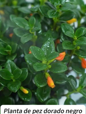 El hijo profesional plantando flores de pez dorado en la casa de alguien #jardín #plantas #huerto 