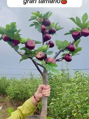 Esta es una nueva variedad de higos gigantes, fáciles de cultivar, saben muy suaves, dulces, muy deliciosos, se puede cultivar en cualquier lugar, no recoge tierra ni suelo, no tiene miedo del frío y el calor, ese año de plantación dará frutos.   #srksucculents #figtree #outdoor #reelsus   #TikTokShopLoveAtFirstFind  #spotlightfinds		#fyp#foryou #TikTokShop 