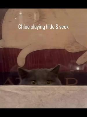 #funnycatsoftiktok #cattok #meow #meows #kitty #kittycat #catloversoftiktok #catsoftiktok #cat #ilovemycat #catlovers #cats_of_world #cats #catlover #britishshorthair #britishshorthaircat 