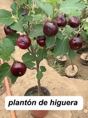 Esta es una nueva variedad de higos gigantes, fáciles de cultivar, saben muy suaves, dulces, muy deliciosos, se puede cultivar en cualquier lugar, no recoge tierra ni suelo, no tiene miedo del frío y el calor, ese año de plantación dará frutos.   #srksucculents #figtree #outdoor #reelsus   #TikTokShopLoveAtFirstFind  #spotlightfinds	#TikTokShopLoveAtFirstFind#spotlightfinds	