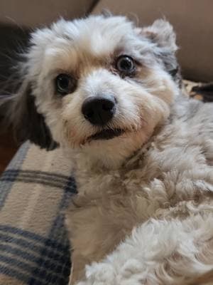 She saved me in so many ways. I can't imagine my life without her  #mydog #dogsoftiktok #dogs #dogvideos #aussiepoo #aussiedoodle #mybestfriend #dogstory #dog 