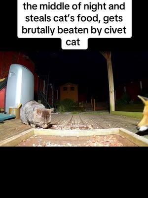 Fox breaks into yard in the middle of night and steals cat’s food, gets brutally beaten by civet cat #catsoftiktok #foxesoftiktok #cats #animalsoftiktok 