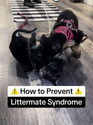 ⚠️ How to Prevent ⚠️ Littermate Syndrome #littermatesyndrome #littermates #puppytrainer #puppyproblems #puppytiktok #dogtrainer #marylanddogtrainer 