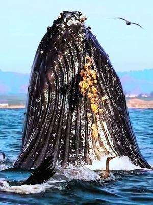 See Humpback whale lunge feeding 🐋 #humpbackwhales #whalefeeding #whalewatching #whaleshark #whalesquad🐳 #whalesounds #whalejump #oceanlife #sea#animalslifestyle 