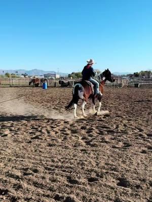 #fyp #foryou #foryoupage #horse #horses #horsesoftiktok #horsetraining #horsetrainer #horsetrainerlife #aphahorses #aqhahorses #aphaproud #aqhaproud #barrelhorses #cowhorse #allaroundhorse #muleskinner #camelscreamer 