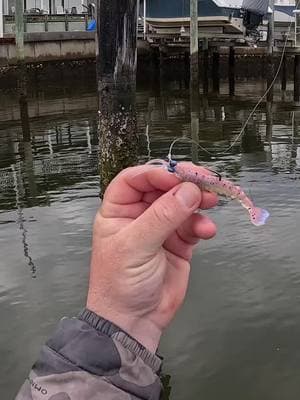 I tossed a SHRIMP out here and Caught a HAMMER!! #southernsalt #fishing #Outdoors #fish #saltwaterfishing #kayakfishing 