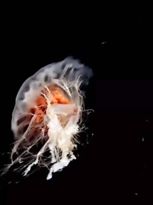 Sea Jellies are planktonic, and drift with the water. They will contract their bells to help propel them through the water.  Scientist believe that jellies and comb jellies may have lived on Earth for at least 500 million years (three times as old as dinosaurs!)!! #Bizarrebuttrue #coolfact #seajellies #jellyfish #cnidarian #oceanfacts #educate #themoreyouknow #marinebiology #marinezoologist #marinelife #oceancreatures #animalfacts #animals #oceananimals #animallover #sealife #seaanimals #ocean #marineconservation #spreadawareness #wildlifeconservation #savetheocean #oceanography #zoology #tarimahthezoologist #tarimahmalika 🧜🏽‍♀️ 🪸🪼🐬🐋🦈🐡🐙🐧🦦🐠🦑