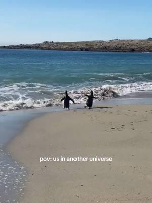 me and who? // credit/permission: @sofiabaldrich on Instagram #penguin #penguins #us #tagthem #beach