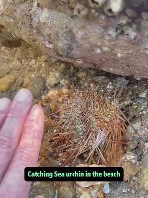 Catching sea urchin #fyp #sealife #seafood #seacreatures #oceanlife #marinelife #nature #animals #seaurchin 