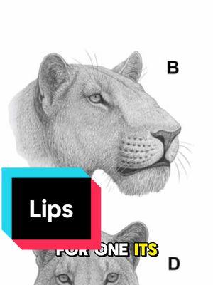 Saber toothed lips? #edutok #LearnOnTikTok #prehistoric #dinotok 