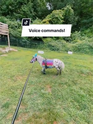 Voice commands! #minihorse #miniaturehorse #horsetok #pets #animals #fypage #fyp #fypage #viral #appaloosa #horsetraining #horsegirl #farmlife #farmtok #petlover #animallover 