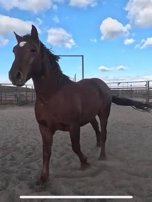 This big boy is coming to us in April! Last night concluded the online corral and we were able to win tag 5644 a 6 year old sorrel gelding from Twin Peaks HMA in California. He stands 15 hands and looks solid. Unfortunately he was on that didn’t have any great photos to show off his good looks but from the short video clips we think he’s going to be stunning! April feels like a long way off but he’ll be here before we know it #horsesoftiktok #mustanghorsesoftiktok #horsetok #foryou #horsetrainingtiktok #foryoupage #horsegentling 