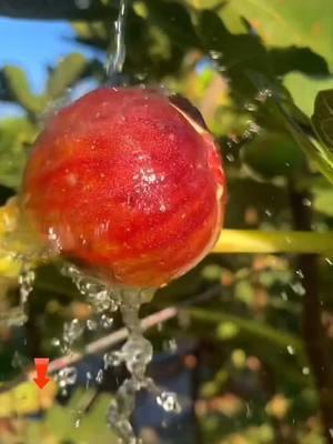 Esta es una nueva variedad de higos gigantes, fáciles de cultivar, saben muy suaves, dulces, muy deliciosos, se puede cultivar en cualquier lugar, no recoge tierra ni suelo, no tiene miedo del frío y el calor, ese año de plantación dará frutos. #srksucculents #figtree #outdoor #reelsus #TikTokShopLoveAtFirstFind #spotlightfinds