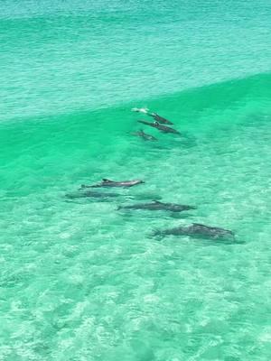 🐬 Such a cute pod on Pensacola Beach #pensaocolavibes #purefl #explorepcola #upsideofflorida #florida #lovefl #pcola #pensacolabeach #sharealittlesunshine #pureflorida 