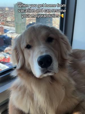 sorry i left you hangin Chicago… the beach was calling my name😎 #goldenretriever #goldenretrieverlife #dogtok #dogsoftiktok #goldenretrieverpuppy #dogmom #teenagedog #cutegoldenretriever #florida #rosemarybeach #chicago #dog 