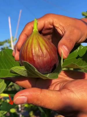 Esta es una nueva variedad de higos gigantes, fáciles de cultivar, saben muy suaves, dulces, muy deliciosos, se puede cultivar en cualquier lugar, no recoge tierra ni suelo, no tiene miedo del frío y el calor, ese año de plantación dará frutos. #srksucculents #figtree #outdoor #reelsus #TikTokShopLoveAtFirstFind #spotlightfinds