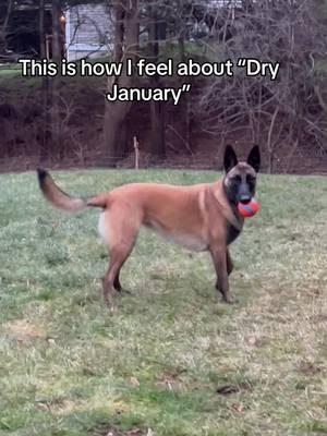 #dozerbrandy #fyp #foryoupage #belgianmalinois #massachusetts #chuckitball #lululemon #dogs #dryjanuary 