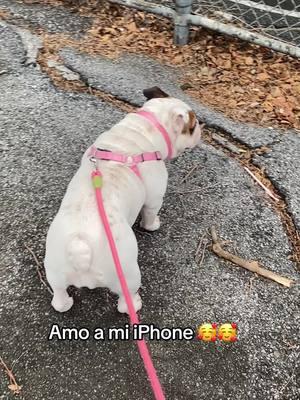 Es más caro que un iPhone 🤣😂#perrihija #perros #dog #humortiktok #comedia #risa #jajajajaja #fyp #foryoupage #paratiiiiiiiiiiiiiiiiiiiiiiiiiiiiiii #paratupagina 