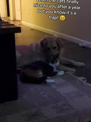 POV: The cat finally shows affection after a year, but the dog isn’t buying it. 🐾 Suspicious levels: Maxed out. 🐕🐈 #CatDrama #DogLife #PetRelationships #FunnyPets #AnimalsOfTikTok #TrustNoOne #goldenretriever #birdie #elephant 