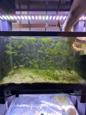 My Pea Puffer breeding tank got a little crazy!  Time to fix it.  #peapuffer #puffer #fishbreeding #dakuaquatics #fishkeeping #aquarium #aquariumhobby #fish #aquascape #freshwateraquarium #aquariumfish #plantedtank #aquariums #tropicalfish #fishkeeper #aquascaping #aquariumlife #plantedaquarium #nanofish #aquariumsofinstagram #freshwaterfish #freshwatertank #aquascaper #natureaquarium #freshwater #fishofinstagram #nature #nanotank #fishroom