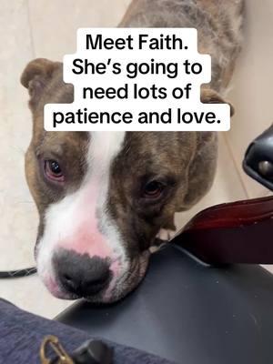 Shelter Dog Faith. Faith was a stray in last summer a #goodsamaritan was able to wrangle her into a pool house so her #hero, ACO Bob, was able to rescue her.  Faith is going to need lots of patience and love to learn to trust. She will need some behavior modification as she is uncomfortable with a collar and leash. She has some hot spots on her neck, evidence of skin allergies all over, specially on her sore 🐾. While Faith may look unsure and down on her luck, what she doesn’t know yet is that she will have lots of kind folks, like you, rooting for her! Send her 💕 and 🍀 while she works hard to learn to trust, and her worth.  Faith is up on our website now. She has been granted a #TakeMyLead voucher for up to $500 in #free #DogTraining and supplies.  Our dedicated #volunteers will be working with Faith, and she was lucky enough to end up at one of our favorite shelters with a bunch of really good guys to look after her!  Please interact!  #pitbull #pitties #pitbullpuppy 